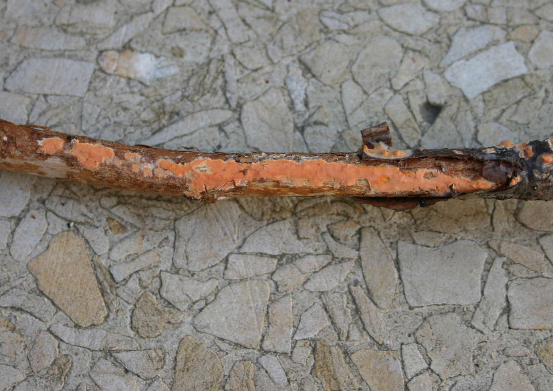 Peniophora aurantiaca? (Peniophora aurantiaca)